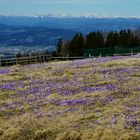 Und wieder blühen die Krokusse...