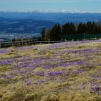 Und wieder blühen die Krokusse...