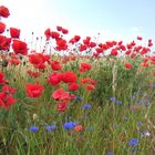 Und wieder blüht der Mohn 