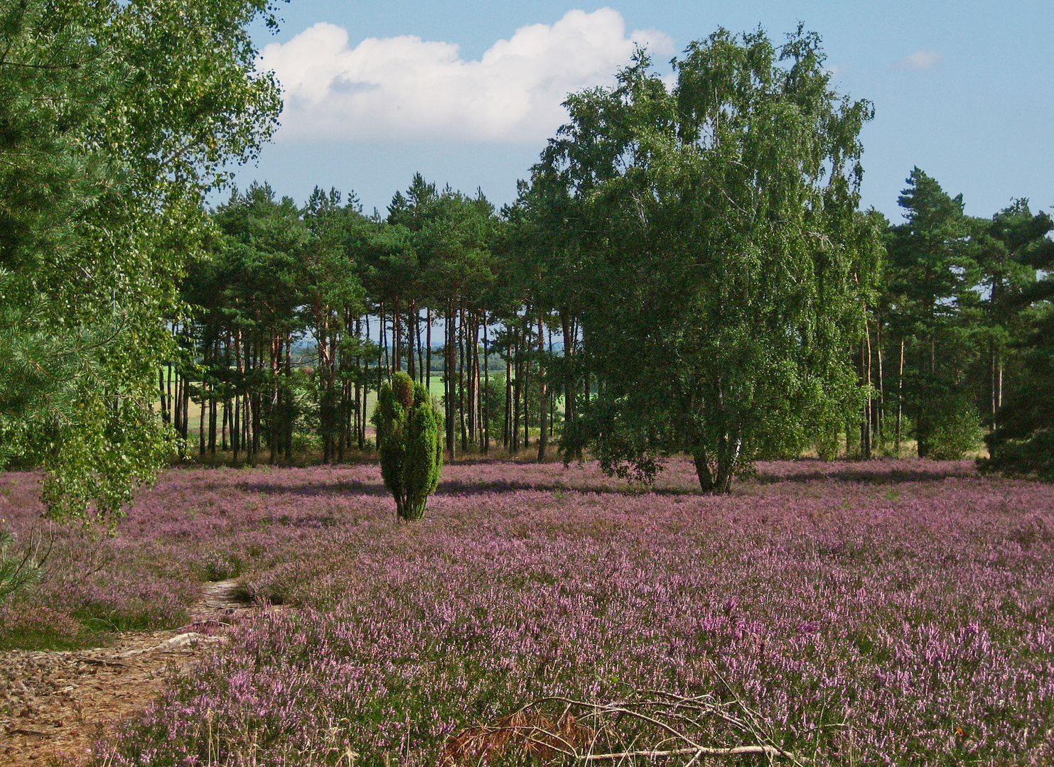 Und wieder blüht die Heide