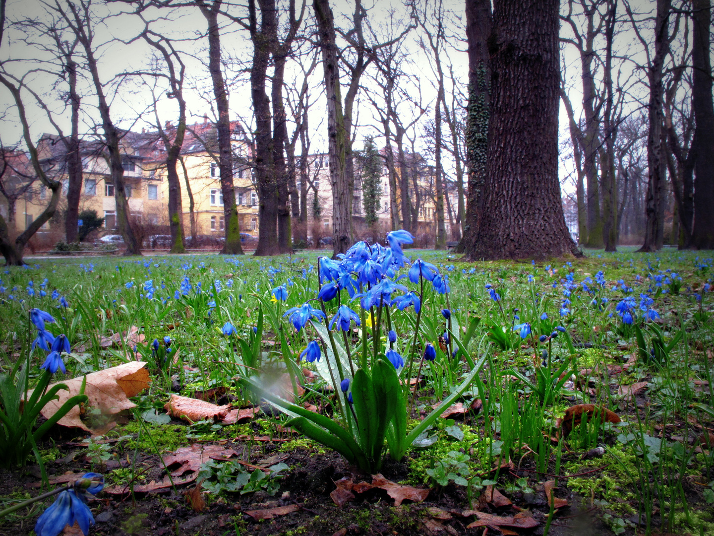 Und wieder blüht es blau!