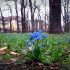 Und wieder blüht es blau!