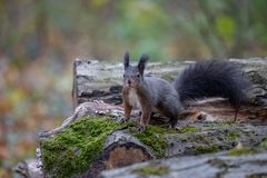 Und wieder ein Eichhörnchen