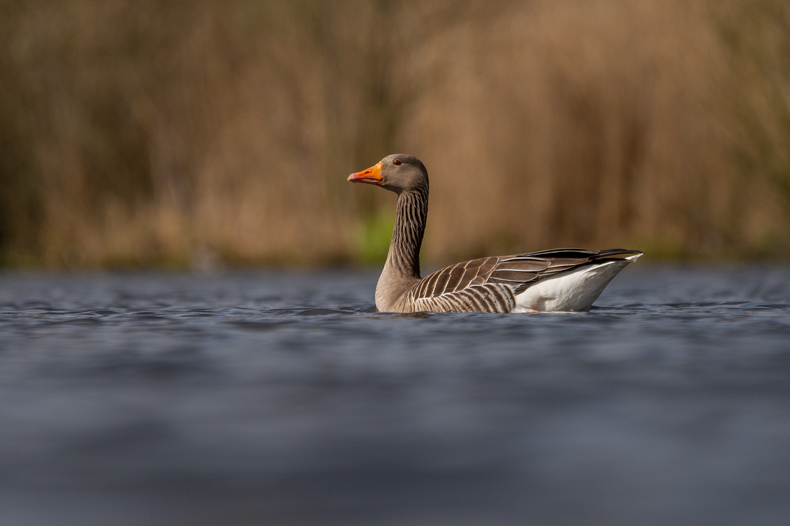 Und wieder ein Gänse Bild. :-))