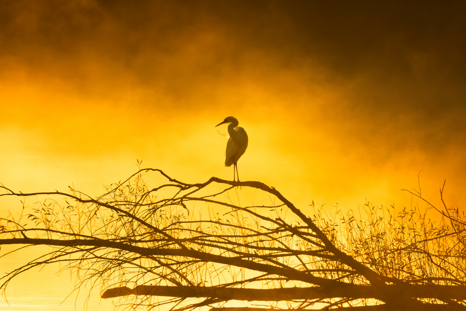 Und wieder ein goldener Morgen