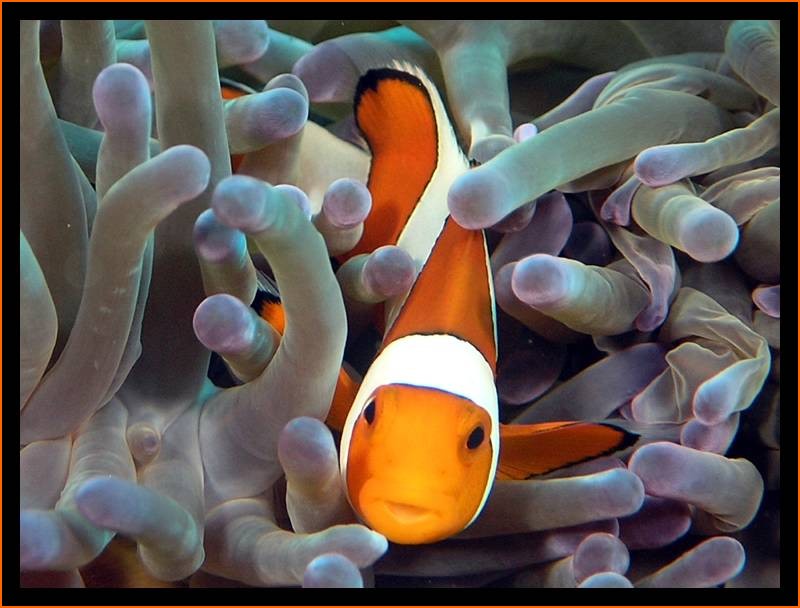 und wieder ein Nemo............