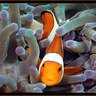 und wieder ein Nemo............