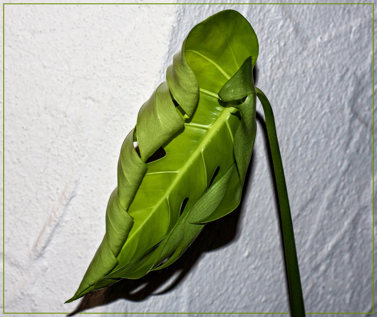 Und wieder ein neues Blatt am Fensterblatt