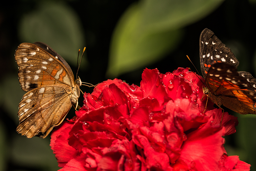 und wieder ein Schmetterling