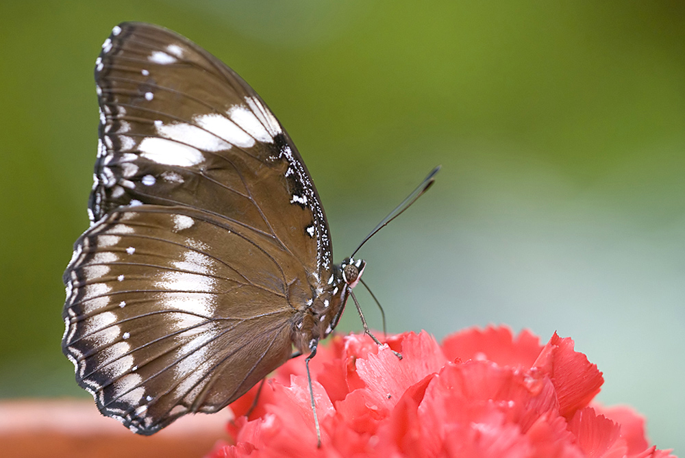 und wieder ein Schmetterling