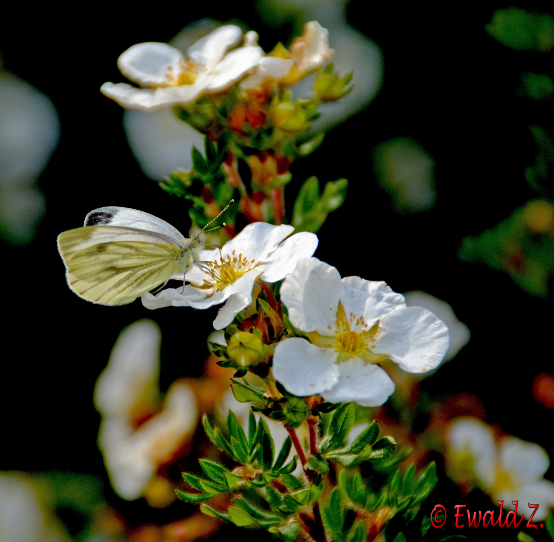 und wieder ein Schmetterling