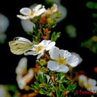 und wieder ein Schmetterling