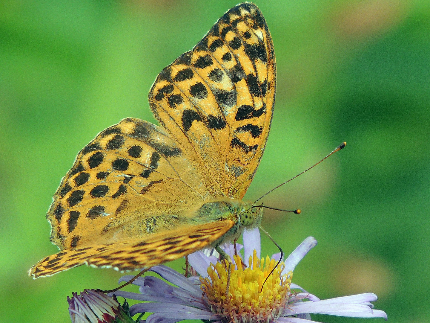 und wieder ein Schmetterling..