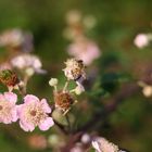 und wieder eine Blüte....