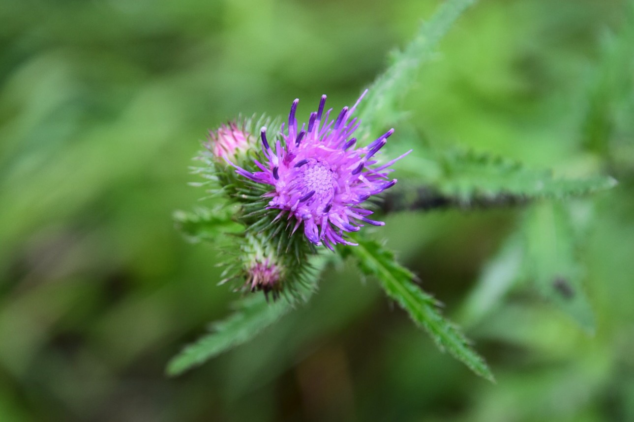 Und wieder eine Distel