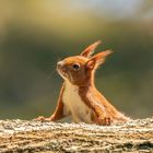 Und wieder eine Eichhörnchen Aufnahme :-)