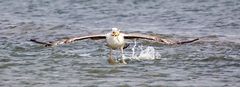 und wieder eine erfolgreiche jagd der silbermöwe