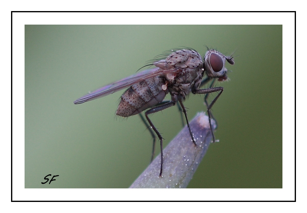 und wieder eine Fliege