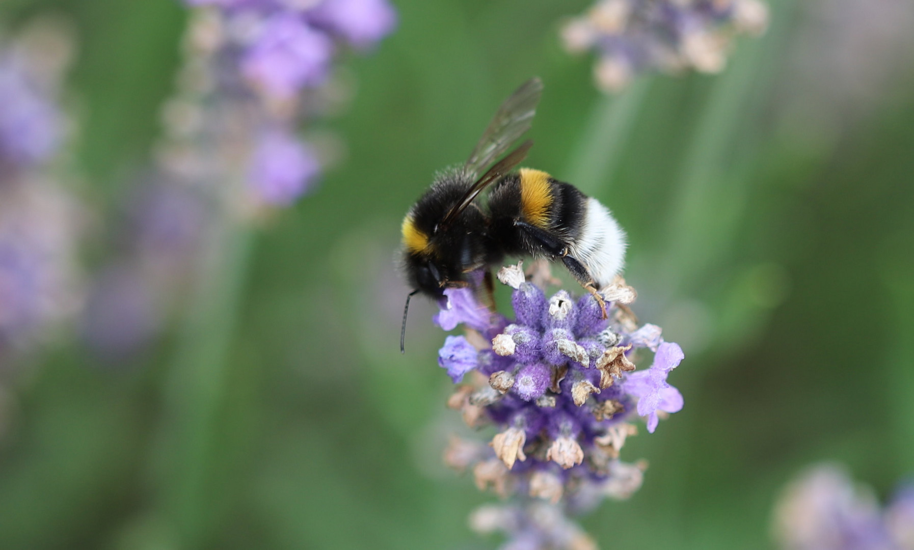 Und wieder eine Hummel