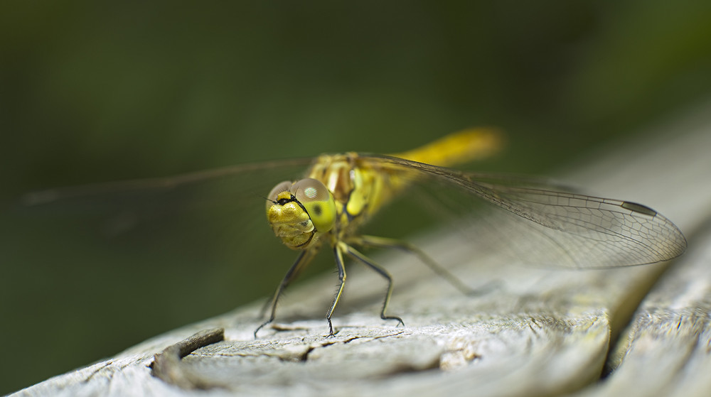 Und wieder eine Libelle.