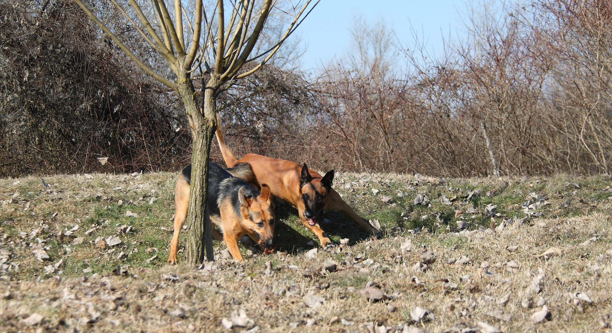 Und wieder eine Runde um den Baum herum...