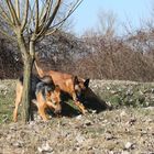 Und wieder eine Runde um den Baum herum...