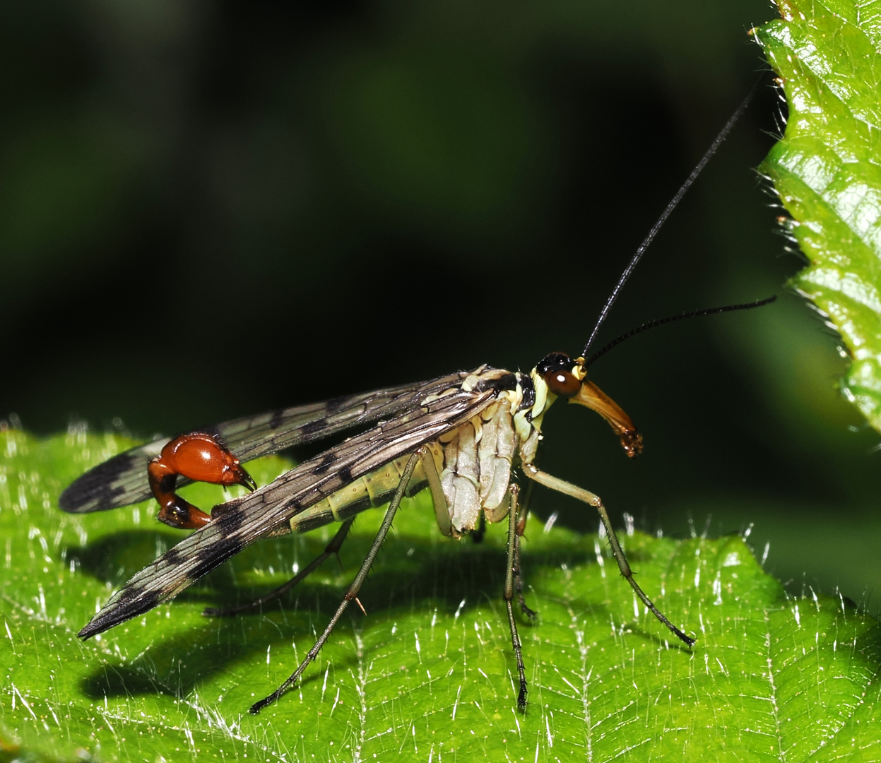 und wieder eine Skorpionsfliege