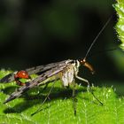 und wieder eine Skorpionsfliege