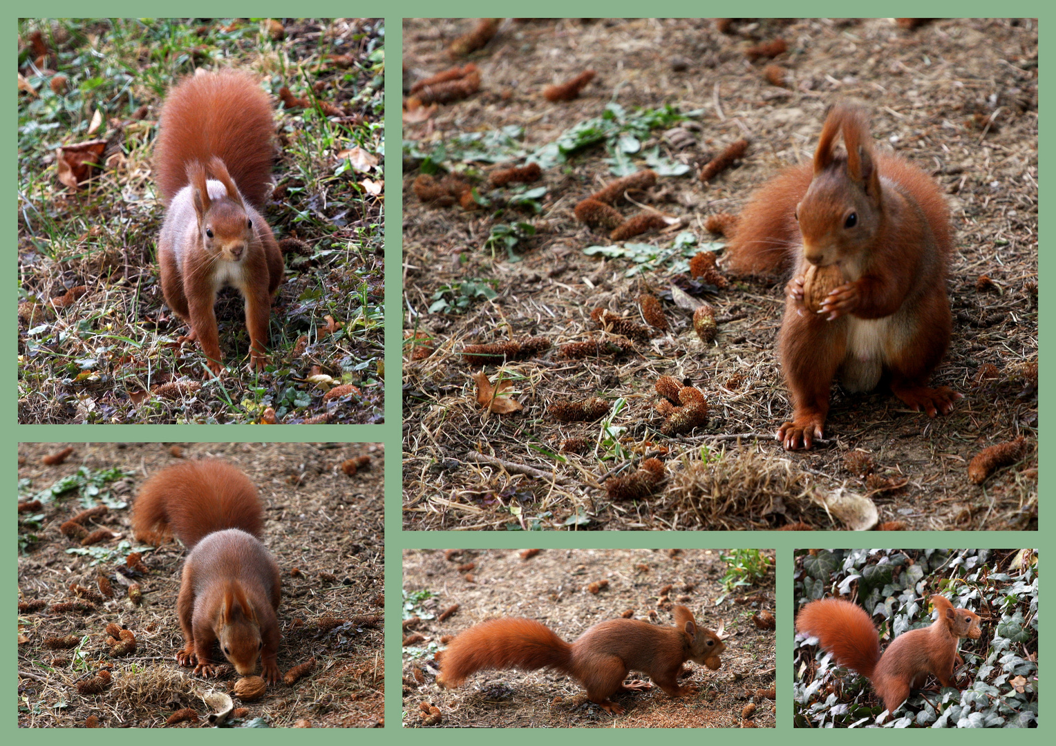 Und wieder einmal Eichhörnchen ...