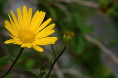 ... und wieder einmal - ein Wandblümchen