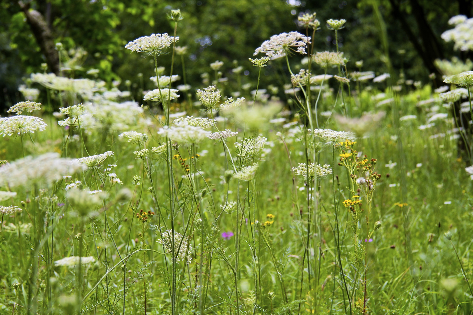 ... und wieder einmal eine Blumenwiese