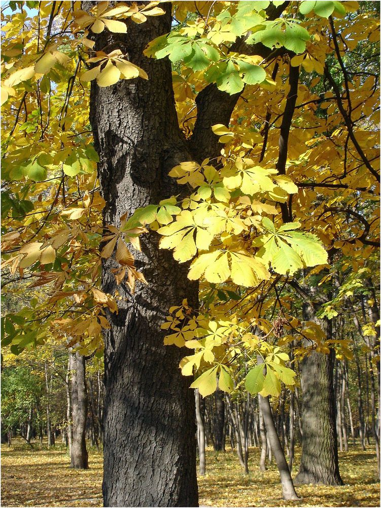 Und wieder einmal ists soweit - der herbst macht sich bemerkbar - mich gibts auch noch!!