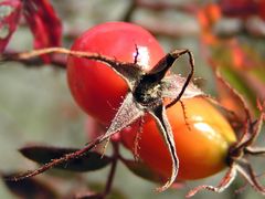 Und wieder einmal wird es Herbst