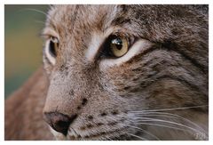 ... und wieder ist ein Luchs-Tag vorbei