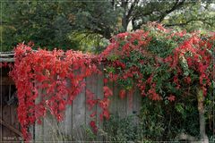 Und wieder ist es Herbst