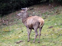 und wieder kam er vorbei!