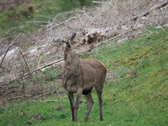 Und wieder kamen die Hirsche vorbei