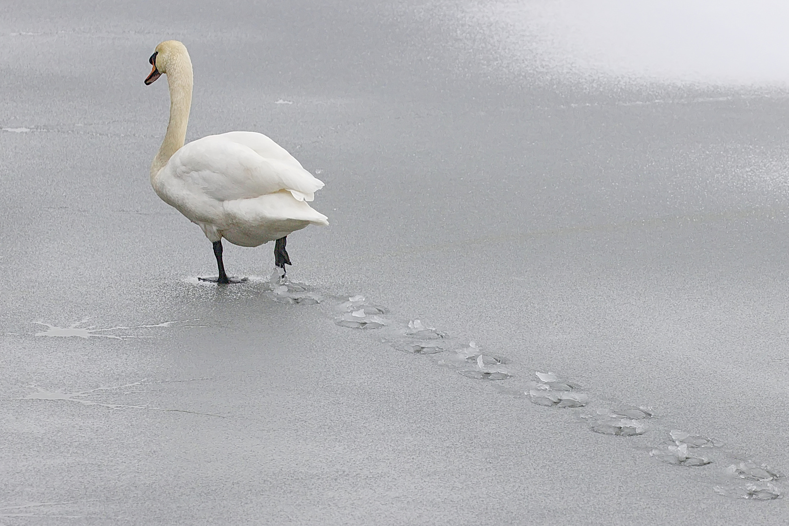 Und wieder keine Eislaufschuhe !