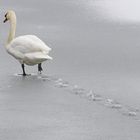 Und wieder keine Eislaufschuhe !