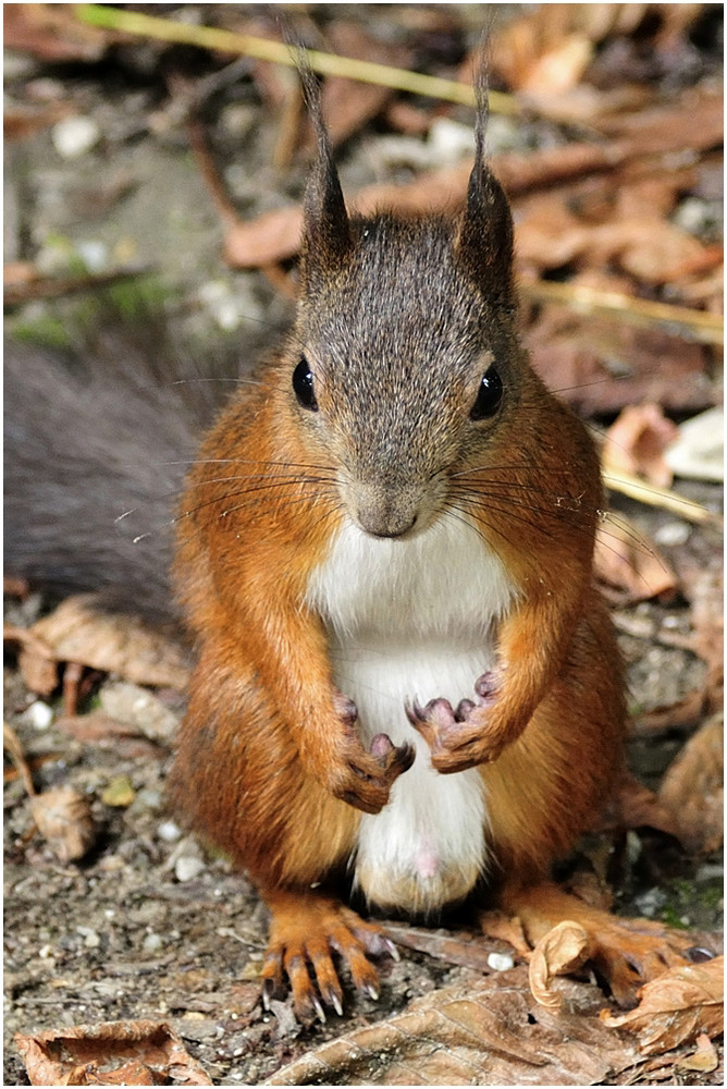 Und wieder mal ein Eichhörnchen