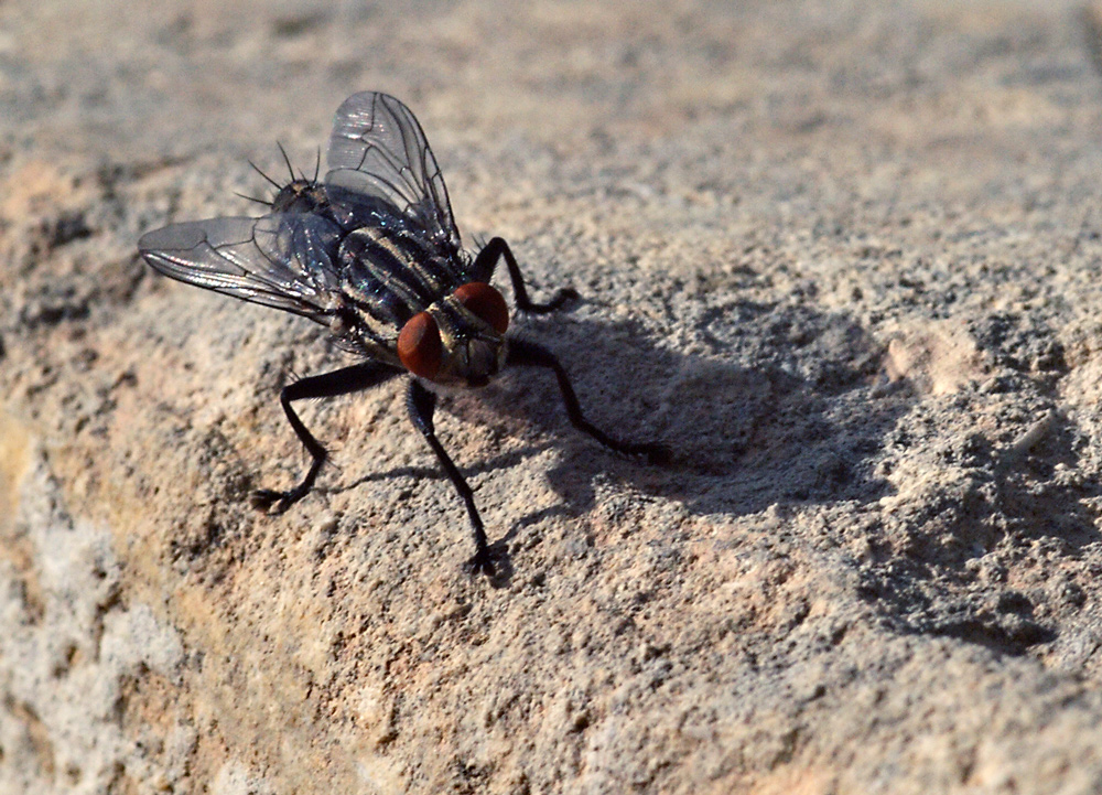 und wieder mal eine Fliege