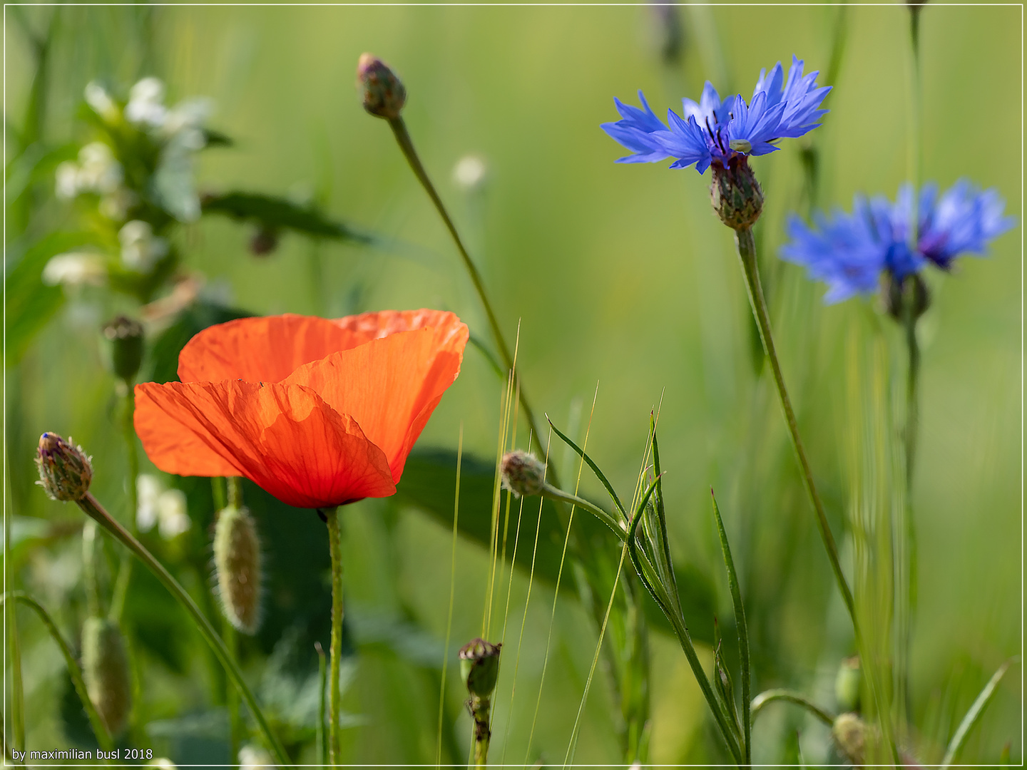 Und wieder Mohn