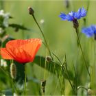 Und wieder Mohn