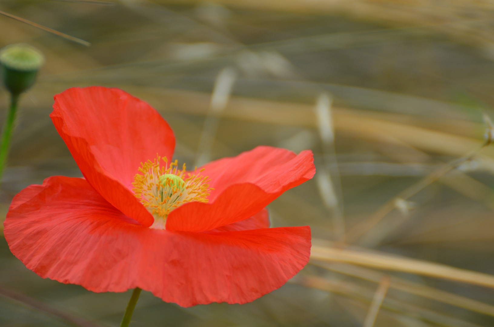 ... und wieder Mohn