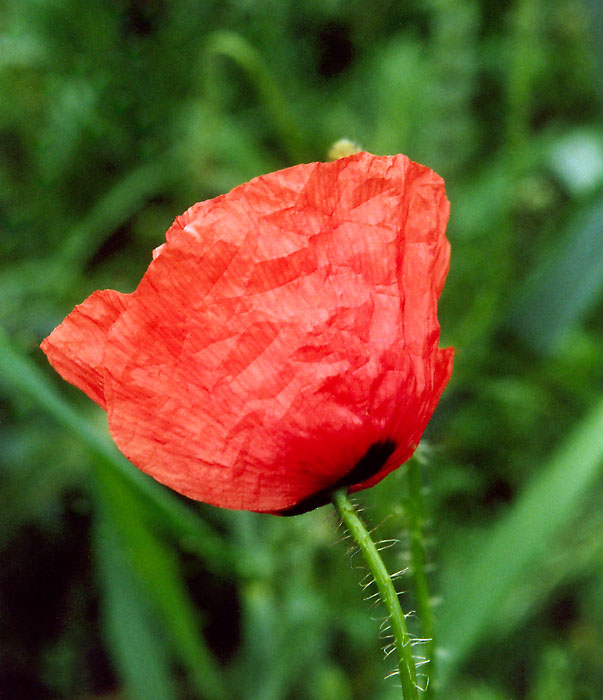 und wieder Mohn ;-)