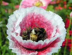 und wieder mohn