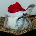 Und wieder müssen die Osterfachangestellten Nikolaus aushelfen ...