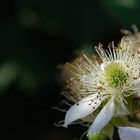 Und wieder ne Blüte als Makro...