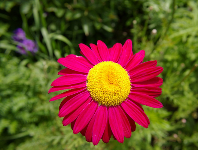 ... und wieder ne Blüte