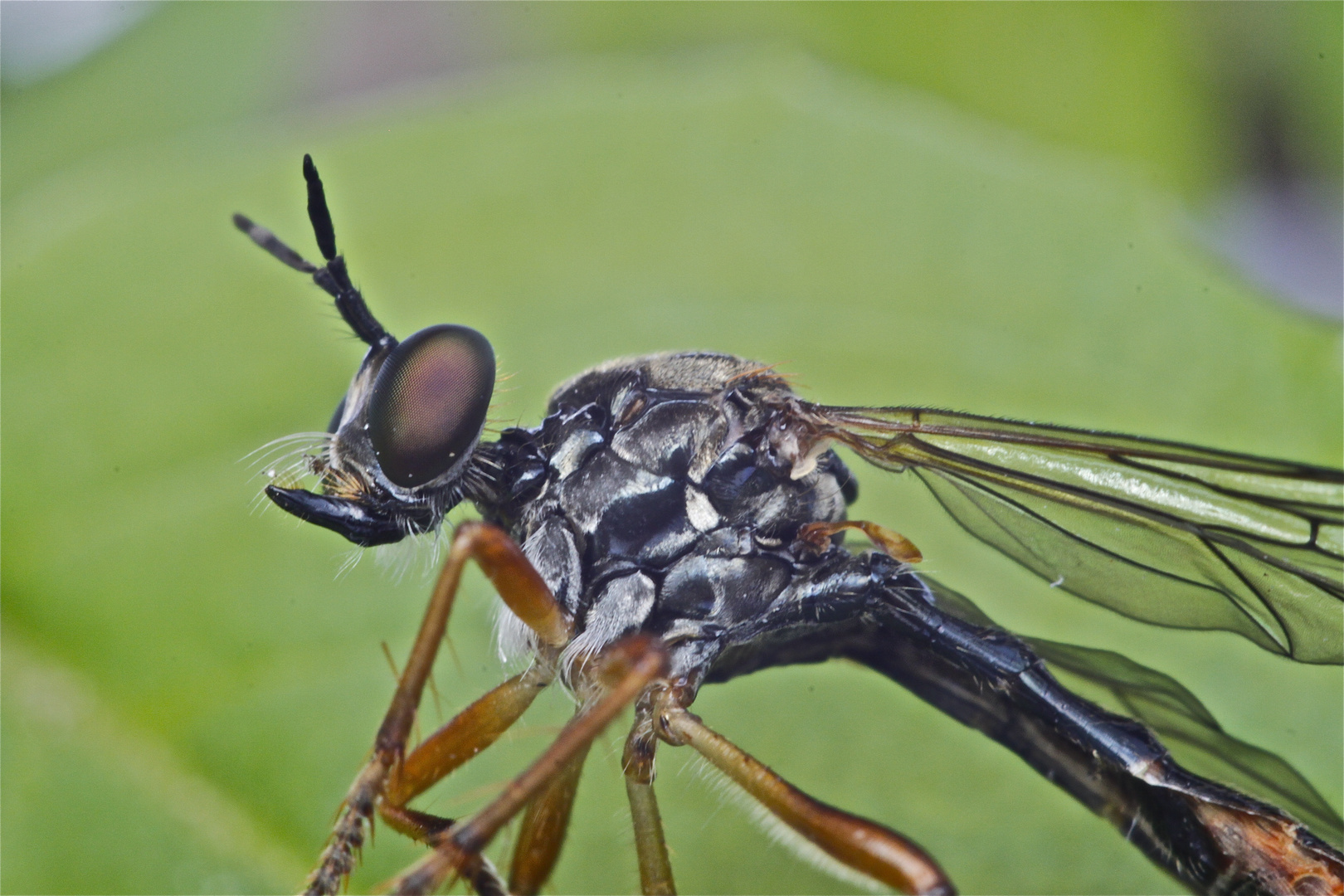 ...und wieder nur eine Fliege...